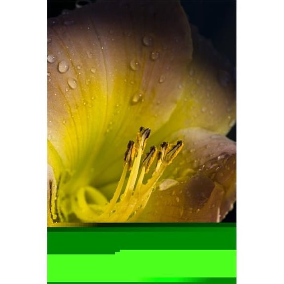 Close Up of A Flower Poster Print by Richard Wear, 22 x 34 - Large