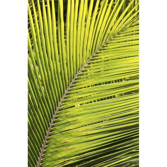 Close Up of A Palm Tree Branch Glowing From The Sunlight - Akumal Quintana Roo Mexico Poster Print