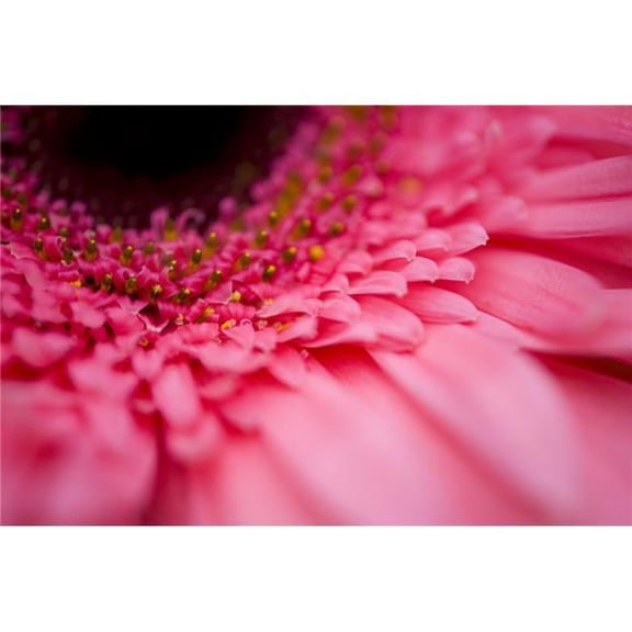 Close Up of A Pink Flower Poster Print, 20 x 13