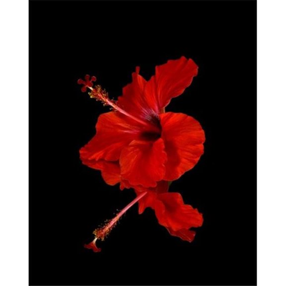 Close Up of A Red Hibiscus Flower On A Black Background - Maui Hawaii United States of America Poster Print by Scott Mead, 26 x 34 - Large