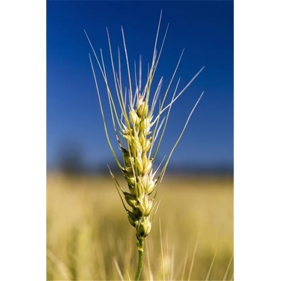 Close Up of A Ripening Wheat Head in a Field with Blue Sky - Acme Alberta Canada Poster Print by Michael Interisano - 24 x 38 - Large