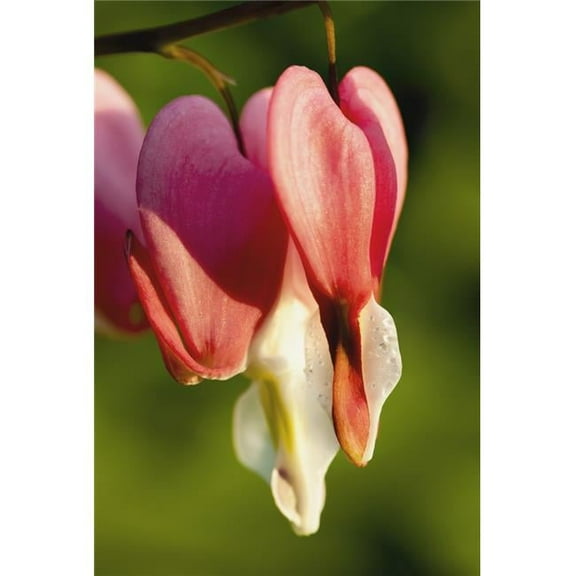 Close Up of Bleeding Heart Lamprocapnos Spectabilis - Quebec Canada Poster Print - 12 x 18 in.
