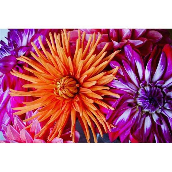 Close Up of Blossoming Flowers - British Columbia Canada Poster Print - 38 x 24 in. - Large