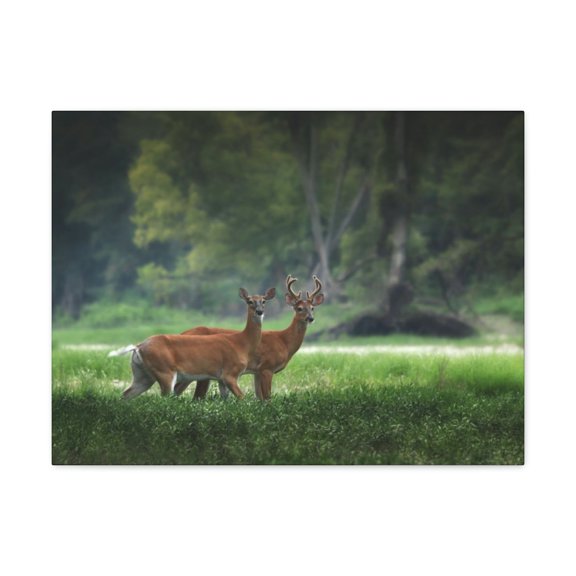 Close-Up of Couple Red Deer in Autumn Print Animal Wall Art Wildlife Canvas Prints Wall Art Ready to Hang Unframed