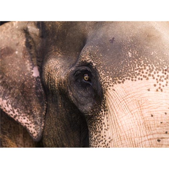 Close Up of Elephant Poster Print by Keith Levit - 36 x 26 - Large