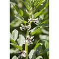 thumbnail image 1 of Close Up of Fava Bean Blossoms - Rostrenen Brittany France Poster Print - 12 x 19 in., 1 of 1