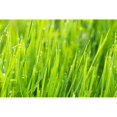 thumbnail image 1 of Close Up of Fresh Grass with Water Drops in The Early Morning Poster Print by Design Pics Vibe, 34 x 22 - Large, 1 of 1