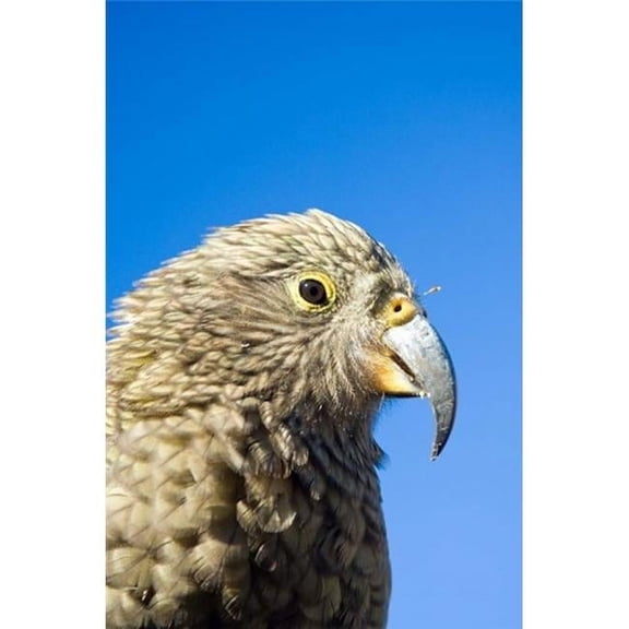 Close Up of Kea Bird Arthurs Pass Np South Island New Zealand Print by Fredrik Norrsell