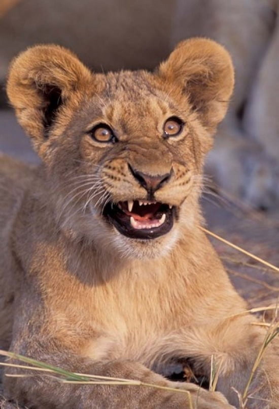 Close-Up of Lion Okavango Delta Botswana Canvas Art - Gavriel Jecan DanitaDelimont (12 x 17)