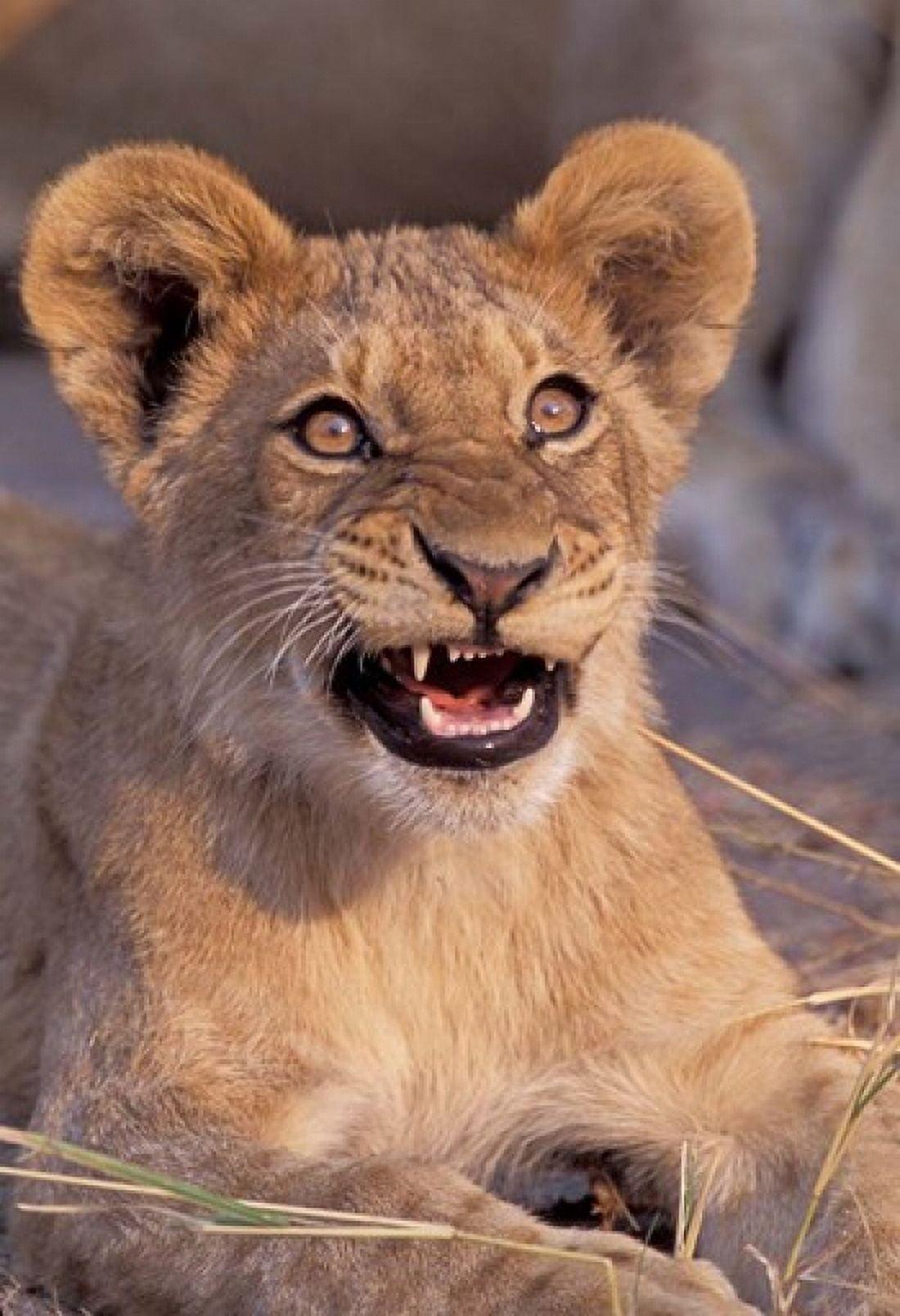Close-Up of Lion Okavango Delta Botswana Canvas Art - Gavriel Jecan DanitaDelimont (24 x 35)