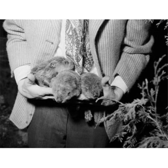 Close Up of Man Holding Three Small Otters Poster Print - 18 x 24 in.