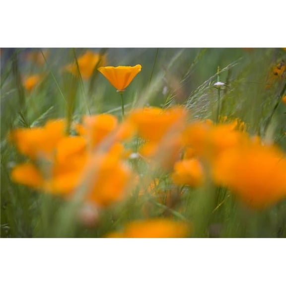 Close Up of Orange Poppy Flowers Poster Print - Large - 40 x 26