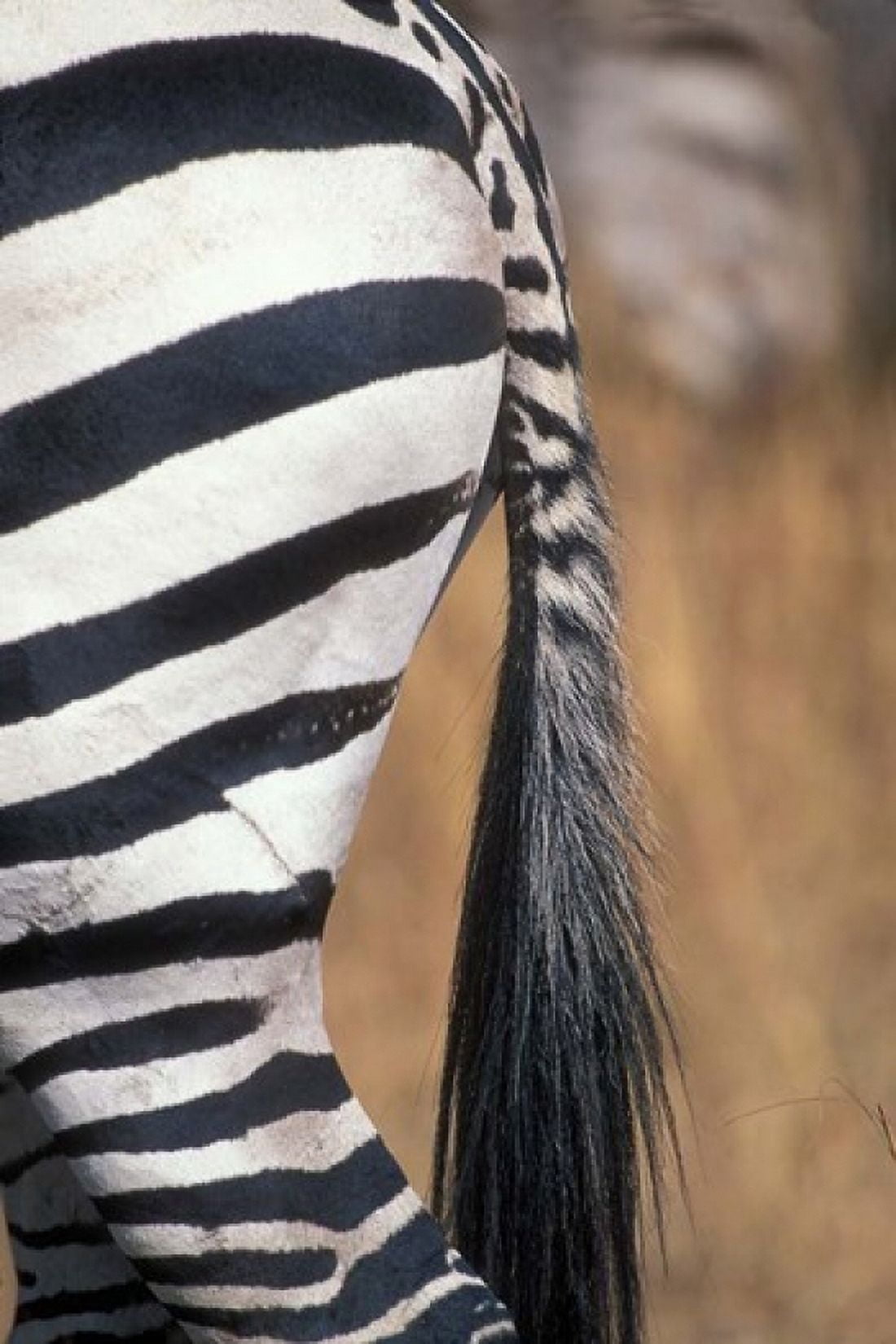 Close-Up of Plains Zebra Masai Mara Game Reserve Kenya Canvas Art - Paul Souders DanitaDelimont (24 x 36)