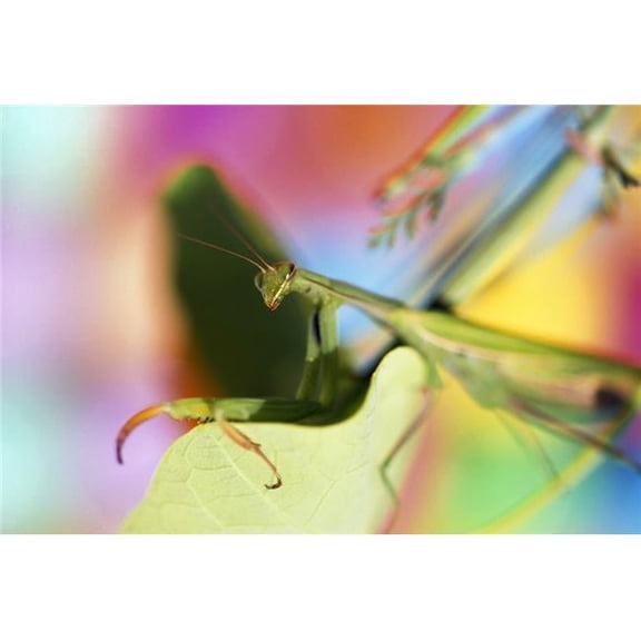 Close-Up of Praying Mantis Poster Print by Natural Selection Craig Tuttle - 18 x 12