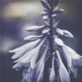 thumbnail image 1 of Close Up of Purple Blossoms - Prague Czech Republic Poster Print - 24 x 24 in. - Large, 1 of 1
