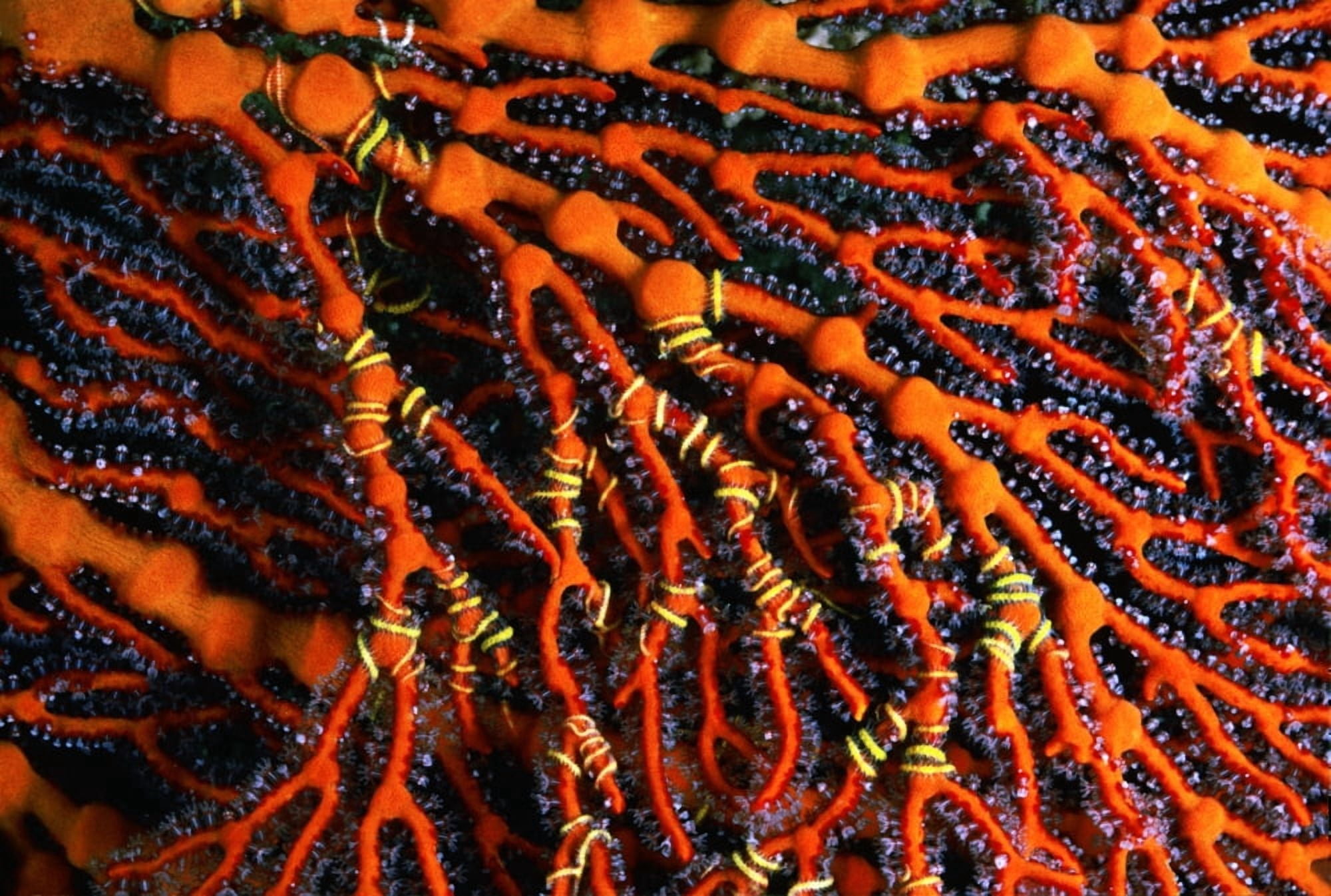 Close-Up of Red Seafan With Seastar Wrapped Around Branches Fiji Canvas Art - Ed Robinson Design Pics (19 x 13)