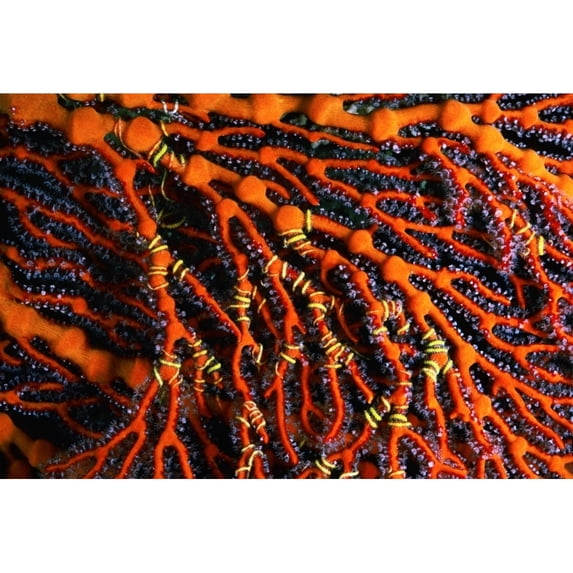 Close-Up of Red Seafan With Seastar Wrapped Around Branches; Fiji Poster Print (38 x 26)