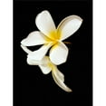 thumbnail image 1 of Close Up of The White Petals of A Tropical Flower On A Black Background - Hawaii United States of America Poster Print by Scott Mead, 26 x 34 - Large, 1 of 1