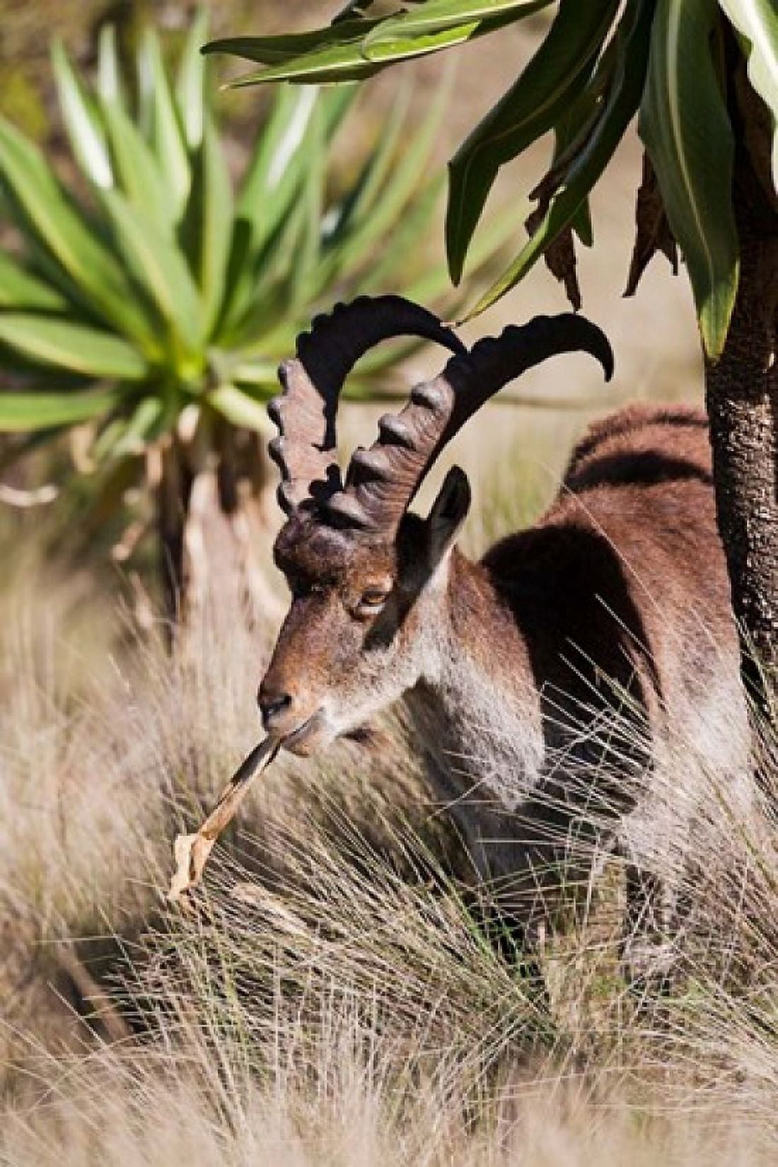 Close Up of Walia Ibex Ethiopia Canvas Art - Martin Zwick DanitaDelimont (25 x 38)