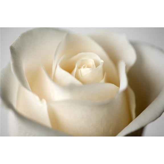 Close-Up of White Rose Poster Print by Steven Raniszewski, 36 x 24 - Large