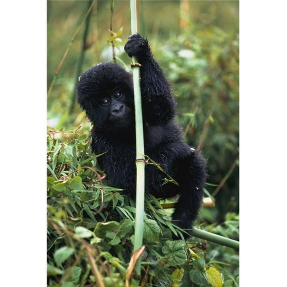 Close-Up of Young Gorilla, Looking At Camera Poster Print, 12 x 18