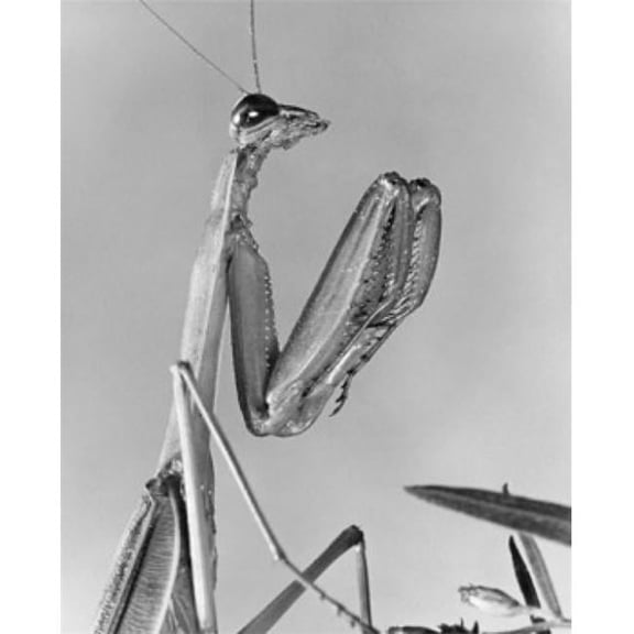 Close-Up of a Praying Mantis Mantis Religiosa Poster Print - 18 x 24 in.