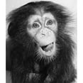 thumbnail image 1 of Close-Up of a Young Chimpanzee Sticking Its Tongue Out Poster Print - 18 x 24 in., 1 of 1