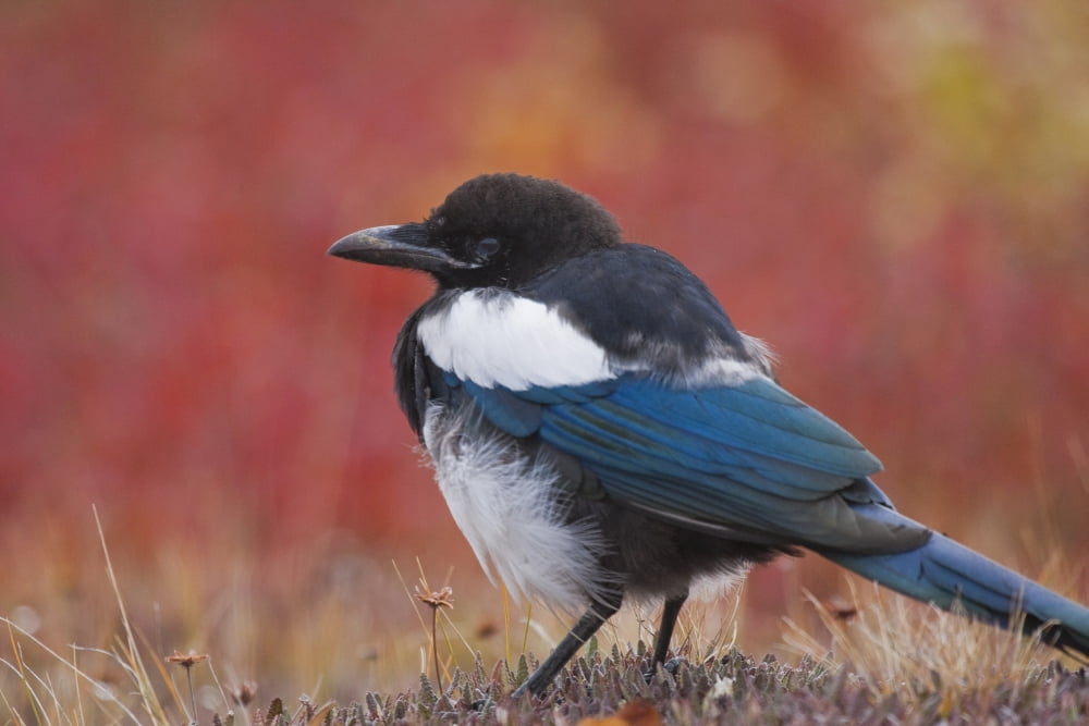 Close Up View Of A Black-Billed Magpie Standing In The Fall Tundra With Red Foliage Background Near Polychrome Pass Denali National Park Interior Alaska Canvas Art - Lynn Wegener  Design Pics (38 x 24