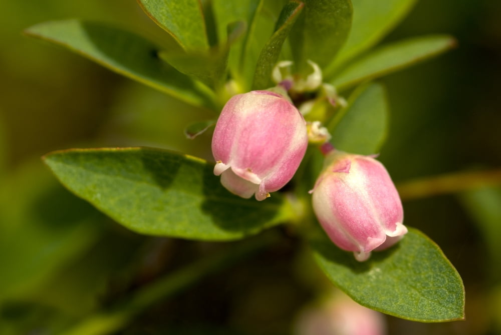 Close Up View Of Bog Blueberry Flowers On Squire Island In Prince William Sound Kenai Peninsula Southcentral Alaska Summer Canvas Art - Cathy Hart Design Pics (34 x 22)