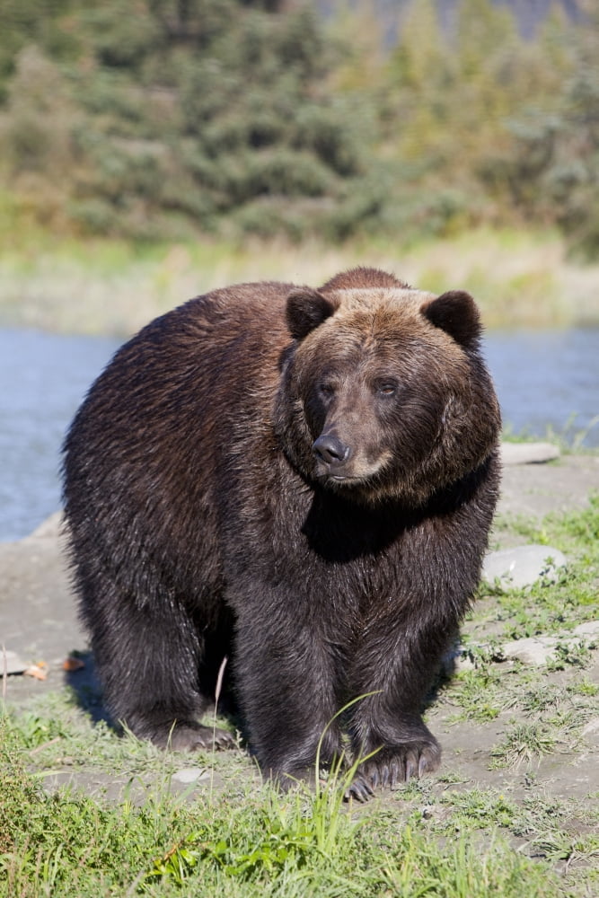 Close View Of A Brown Bear Standing At The Alaska Wildlife Conservation Center Near Portage Southcentral Alaska Summer Captive Canvas Art - Doug Lindstrand Design Pics (24 x 36)