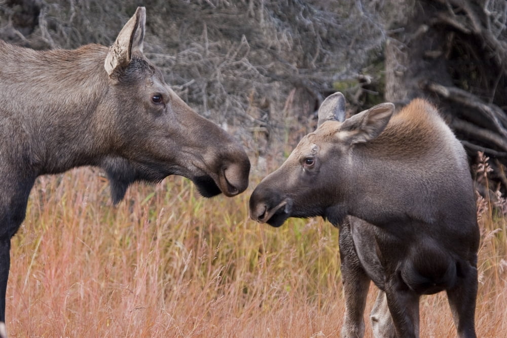 Close Up View Of A Cow Moose And Calf In The Chugach Mountains Near Anchorage Southcentral Alaska Autumn Canvas Art - Lynn Wegener Design Pics (17 x 11)