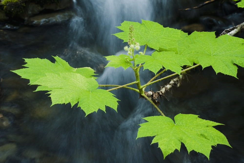 Close Up View Of A Flowering Devils Club Plant Near Winner Creek In Girdwood Southcentral Alaska Summer Canvas Art - Lynn Wegener Design Pics (19 x 12)