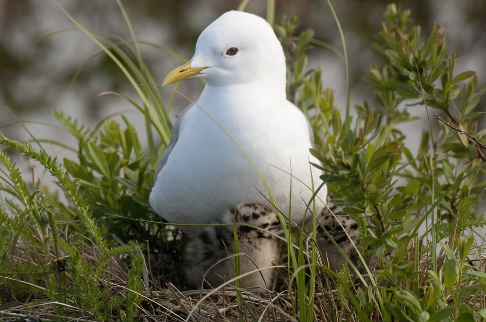 Close Up View Of A Glaucous Gull Nesting With Her With Chicks At Potter Marsh Anchorage Southcentral Alaska Spring Canvas Art - Cathy Hart Design Pics (38 x 24)