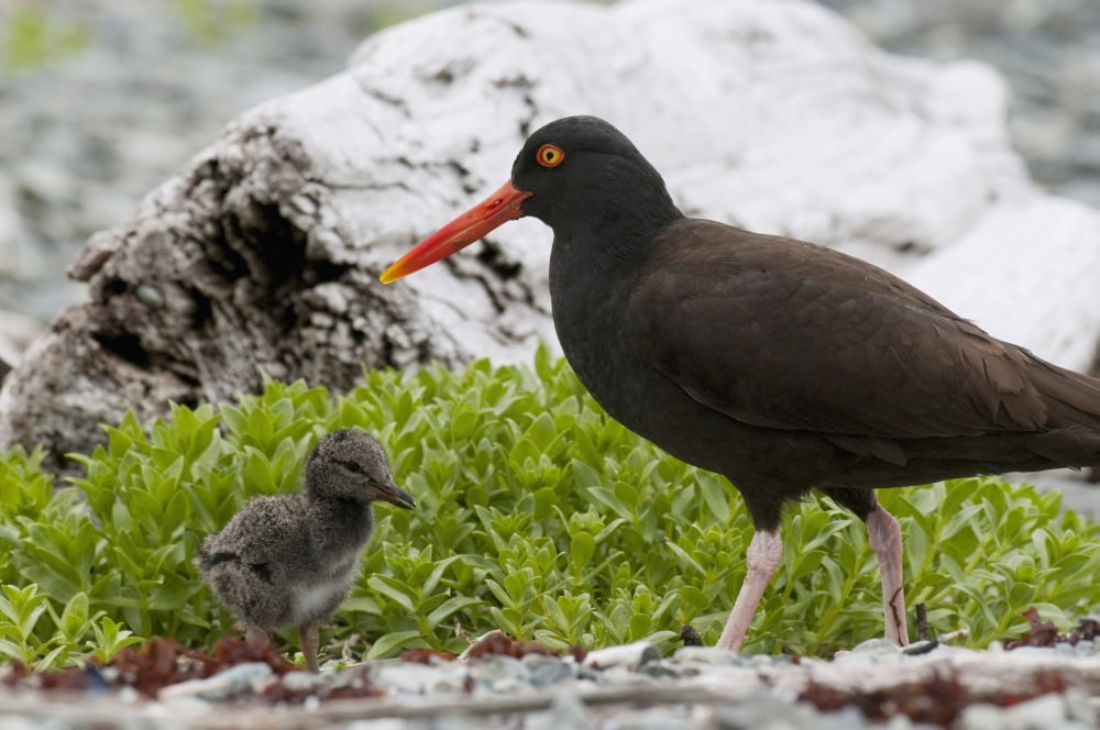 Close Up View Of Oyster Catcher With Her Chick In Kukak Bay Katmai National Park Southwest Alaska Summer Canvas Art - Cathy Hart Design Pics (38 x 24)