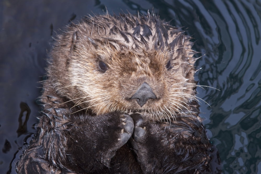Close Up View Of A Sea Otter At The Alaska Sealife Center In Seward Kenai Peninsula Southcentrral Alaska Summer Captive Canvas Art - Doug Lindstrand Design Pics (38 x 24)