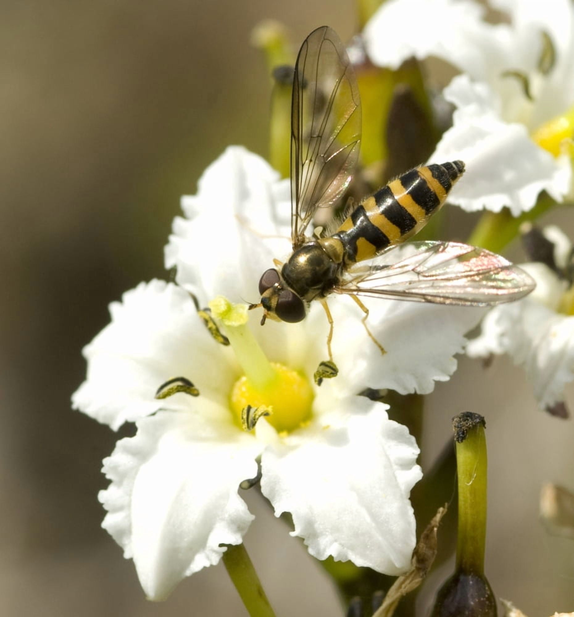 Close Up View Of A Yellow Jacket Sitting On A Deer Cabbage Flower Squire Island In Prince William Sound Kenai Peninsula Southcentral Alaska Summer Canvas Art - Cathy Hart Design Pics (15 x 16)