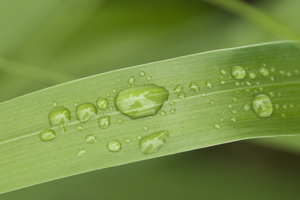 Close Up Of Water Droplets On A Blade Of Grass Squire Island In Prince William Sound Southcentral Alaska Canvas Art - Cathy Hart Design Pics (17 x 11)