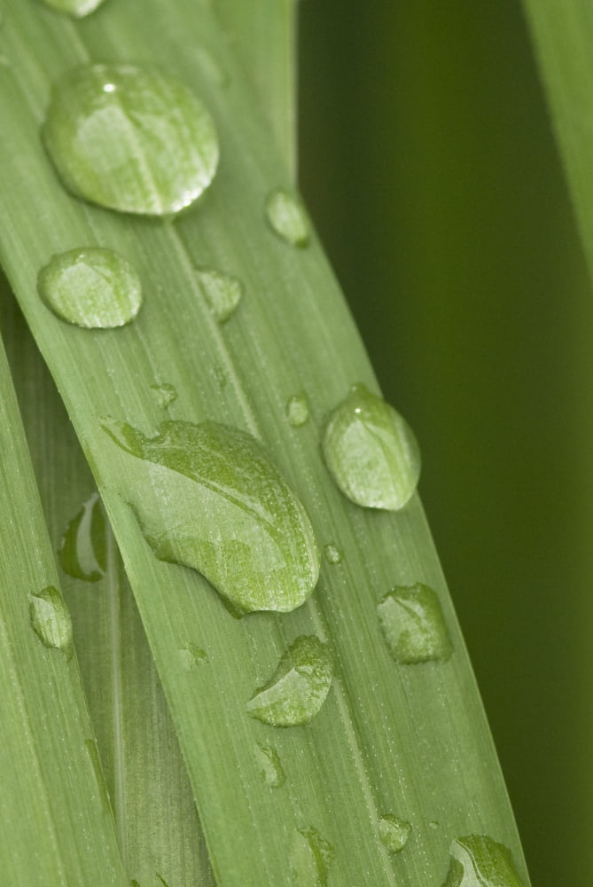 Close Up Of Water Droplets On A Blade Of Grass Squire Island In Prince William Sound Southcentral Alaska Canvas Art - Cathy Hart Design Pics (22 x 34)