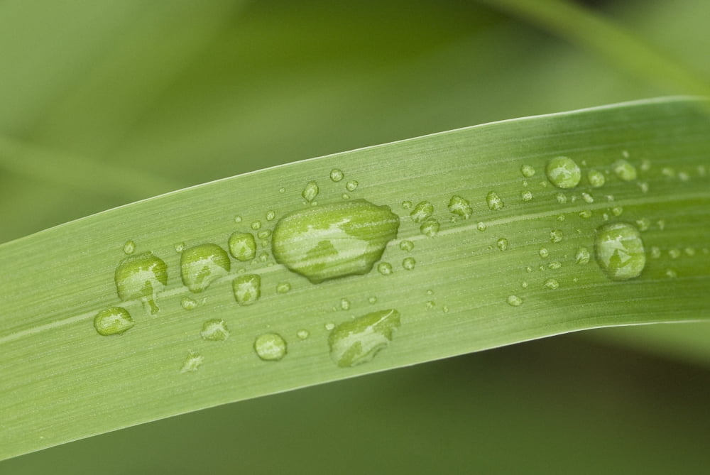 Close Up Of Water Droplets On A Blade Of Grass Squire Island In Prince William Sound Southcentral Alaska Canvas Art - Cathy Hart Design Pics (34 x 22)