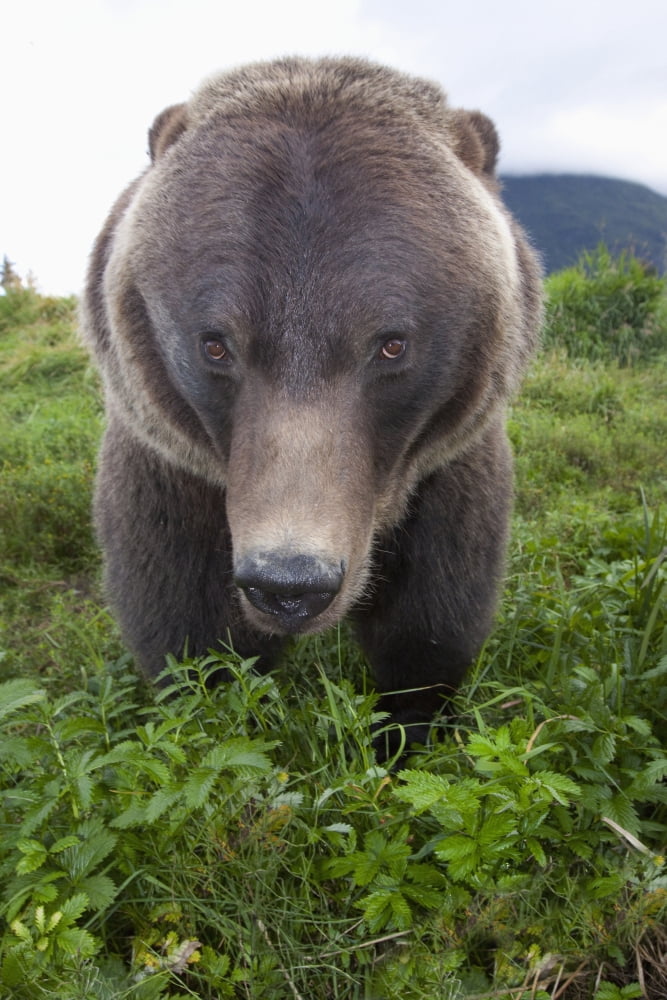 Close Up Wide-Angle View Of A Brown Bear At Alaska Wildlife Conservation Center Southcentral Alaska Summer Captive Canvas Art - Doug Lindstrand Design Pics (12 x 19)