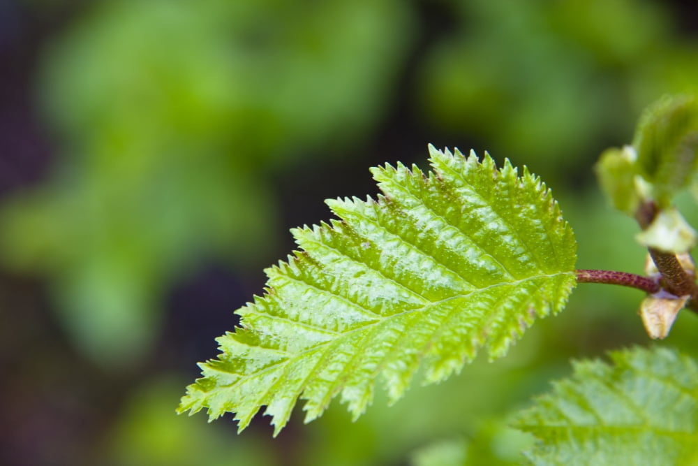 Close Up Of A Young Alder Tree Leaf Shoup Bay State Marine Park Prince William Sound Southcentral Alaska Summer Canvas Art - Kevin Smith Design Pics (18 x 12)