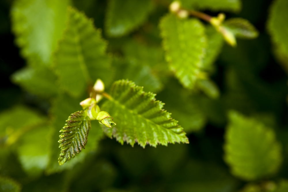 Close Up Of A Young Alder Tree Shoup Bay State Marine Park Prince William Sound Southcentral Alaska Summer Canvas Art - Kevin Smith Design Pics (36 x 24)