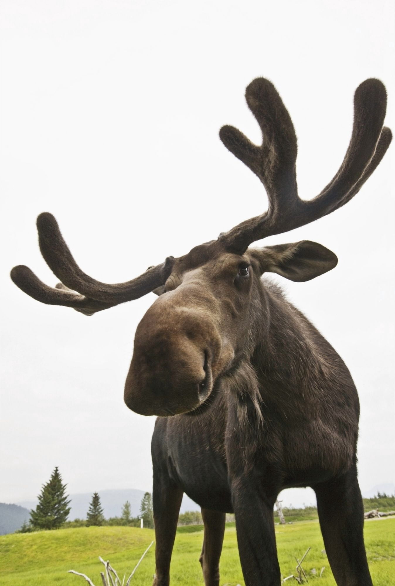 Close Up Of Young Bull Moose At The Alaska Wildlife Conservation Center In Portage Southcentral Alaska Summer Captive Canvas Art - Doug Lindstrand Design Pics (11 x 17)