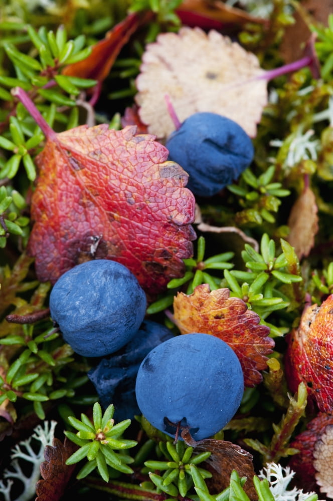 Close up of blueberries amongst fall tundra plants and leaves along the Denali Highway Southcentral Alaska Canvas Art - Cathy Hart  Design Pics (12 x 19)