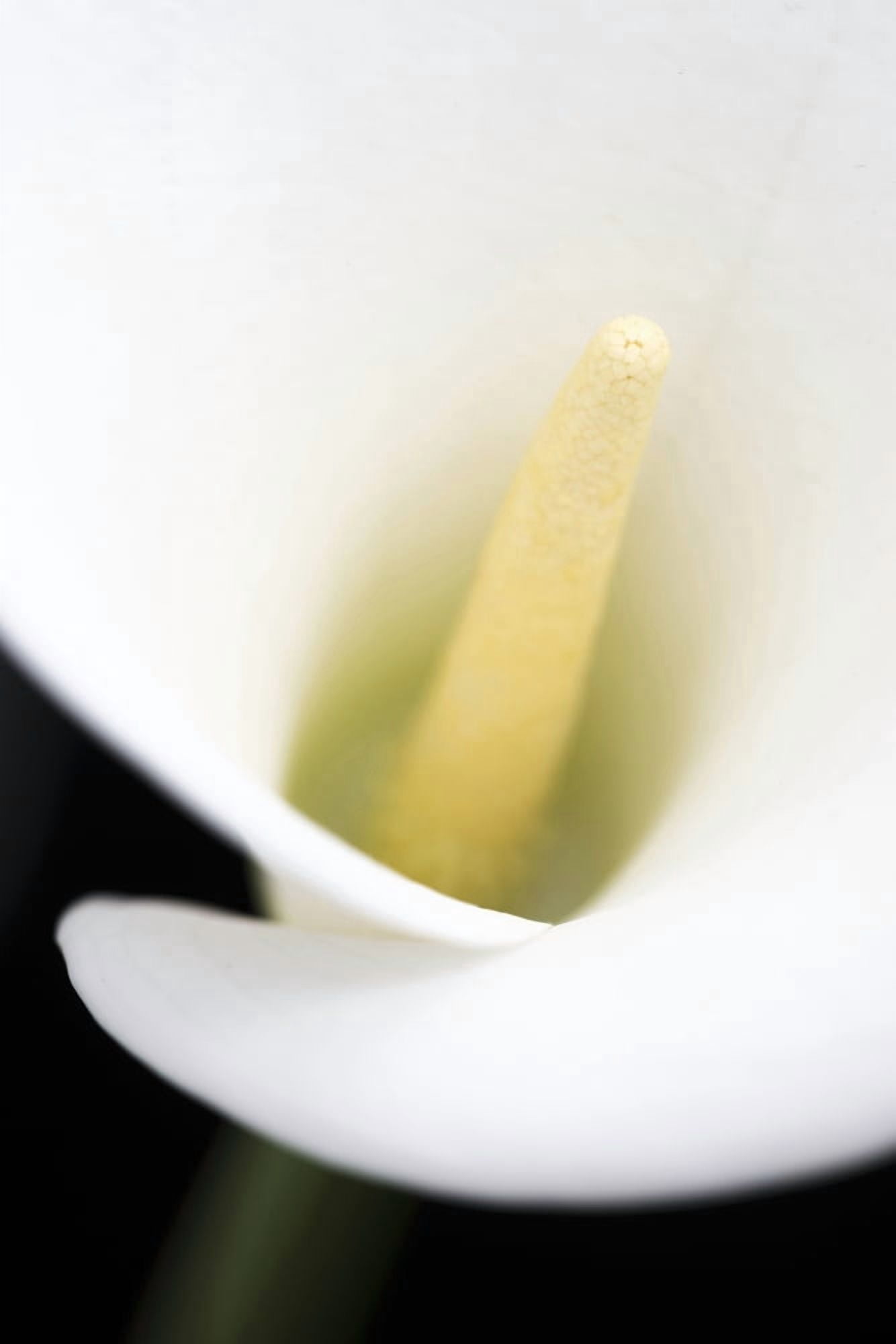 Close up of blurred centre of white arum or calla lily (Zantedeschia aethiopica) shot from the front against a black background London England Canvas Art - Nick Dale Design Pics (24 x 38)