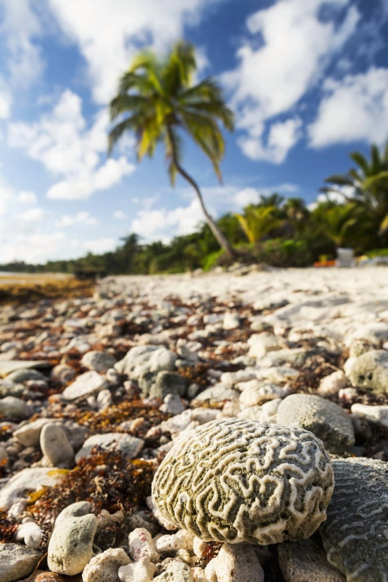 Close up of a brain coral on a coral beach with coconut tree in background with blue sky and clouds Akumal Quintana Roo Mexico Canvas Art - Michael Interisano Design Pics (12 x 19)