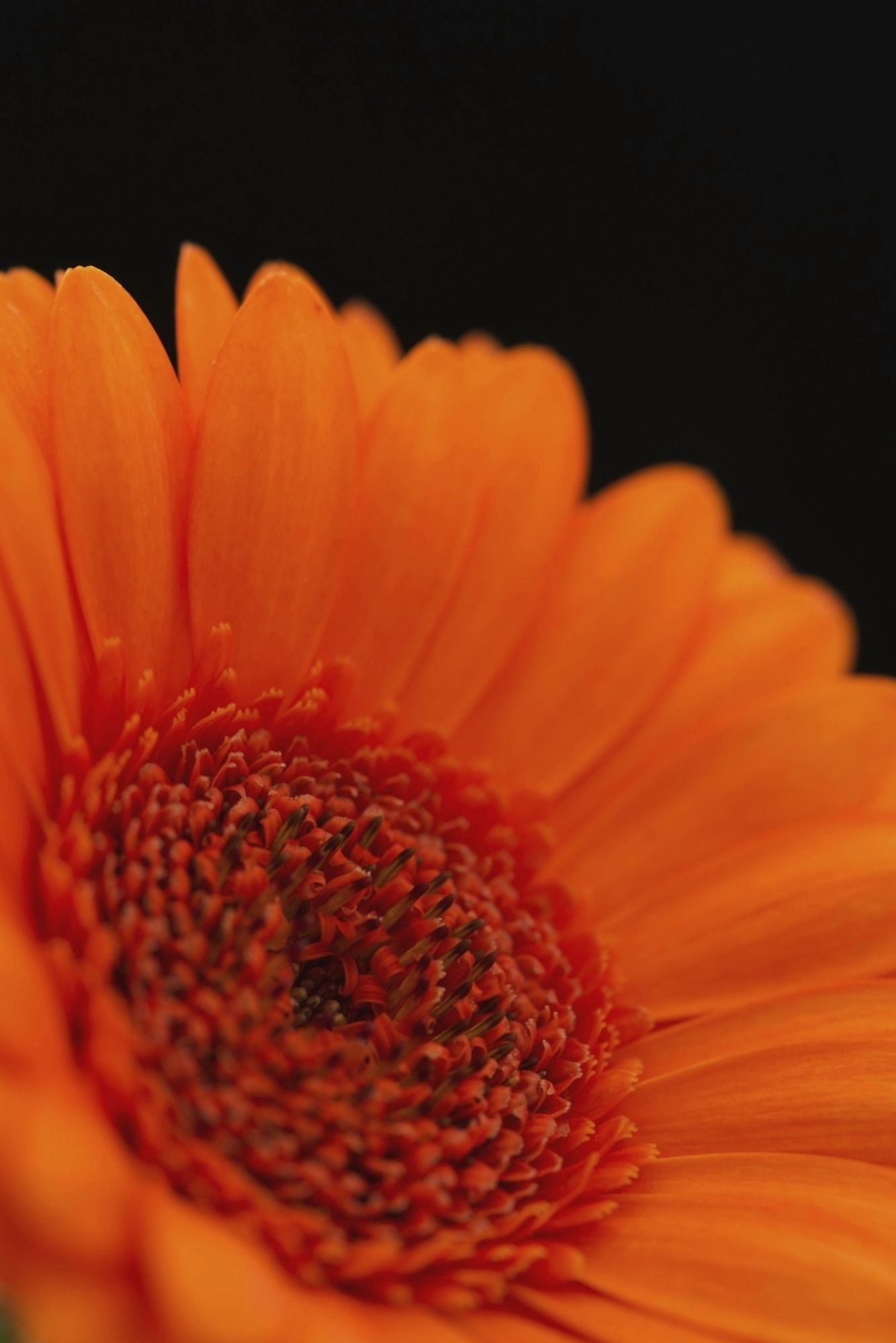 Close up of the centre of an orange gerbera with the petals slightly out of focus against a black background London England Canvas Art - Nick Dale Design Pics (24 x 36)