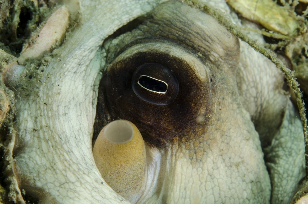 Close encounter with common octopus West Palm Beach Florida Canvas Art - Brent BarnesStocktrek Images (17 x 12)