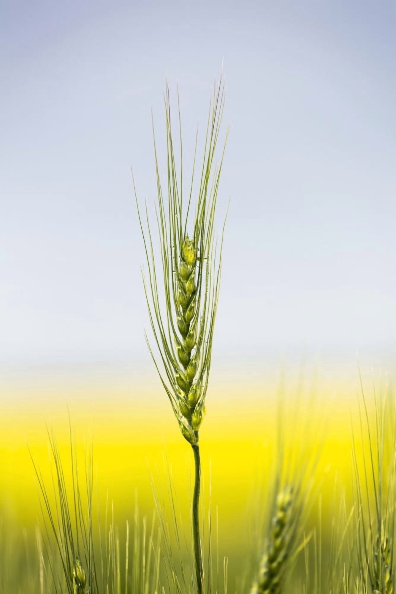 Close up of a green wheat head with the yellow colour of a flowering canola field in the background and blue sky Acme Alberta Canada Canvas Art - Michael Interisano Design Pics (12 x 19)