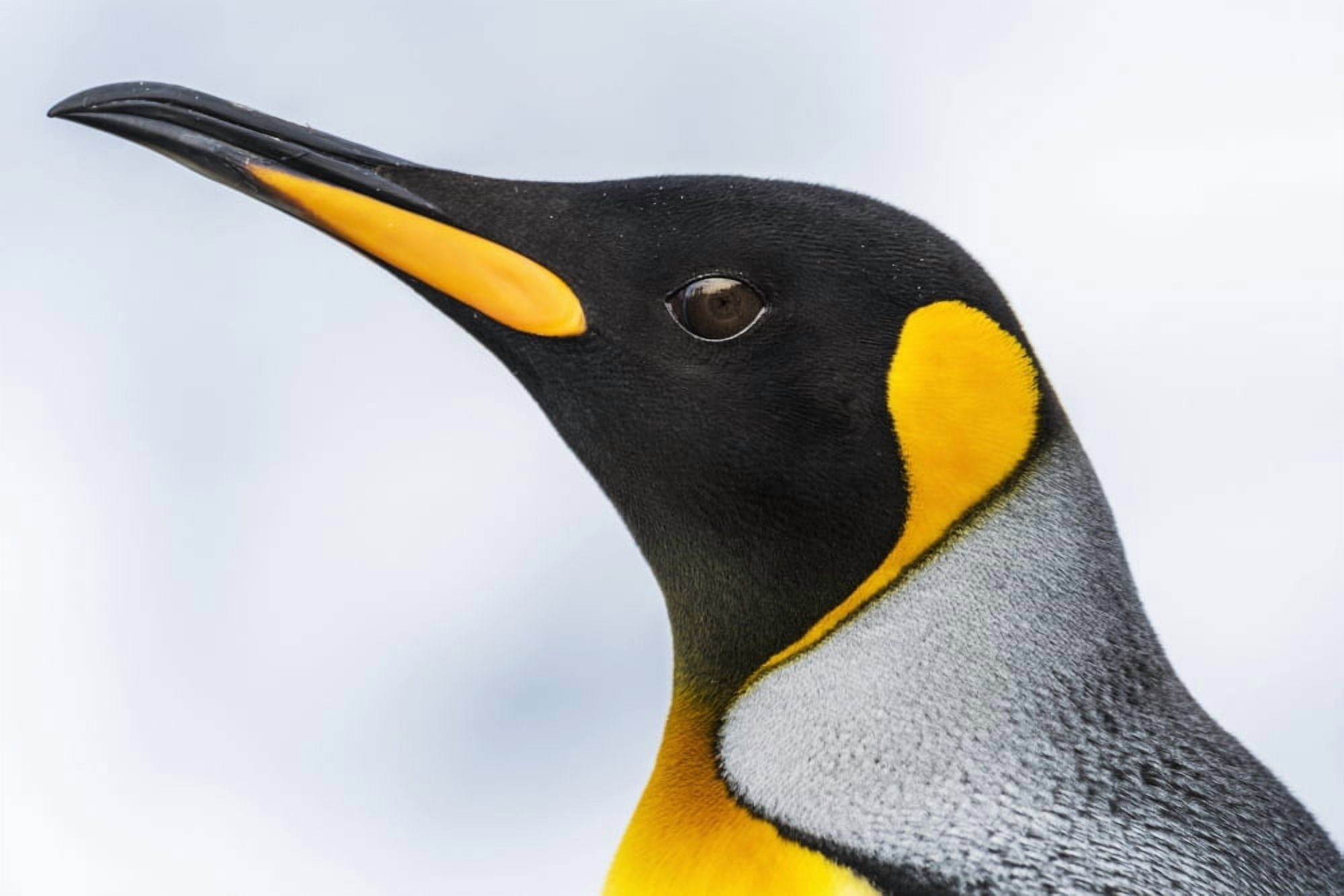 Close up of the head of a King Penguin (Aptenodytes patagonicus) with a black head and grey back with an orange beak and throat blurred background Antarctia Canvas Art - Nick Dale Design Pics (18 x 1